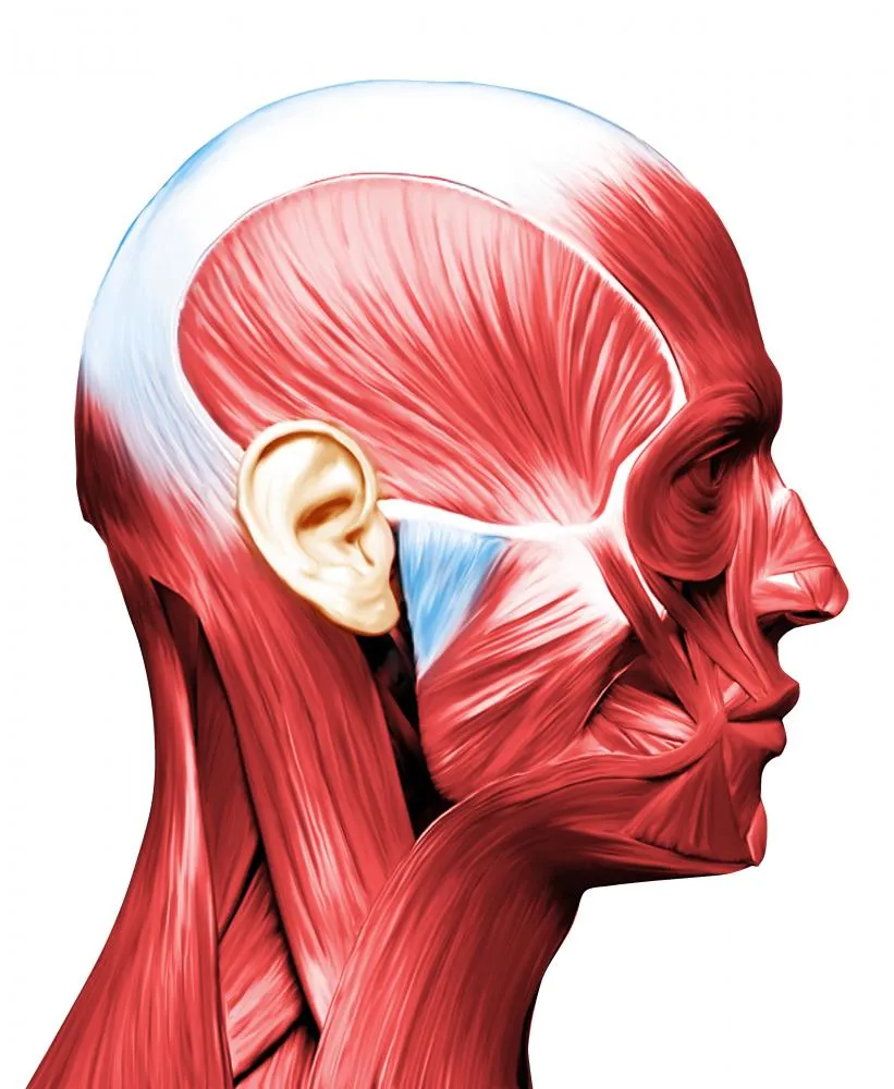 masticatory muscle